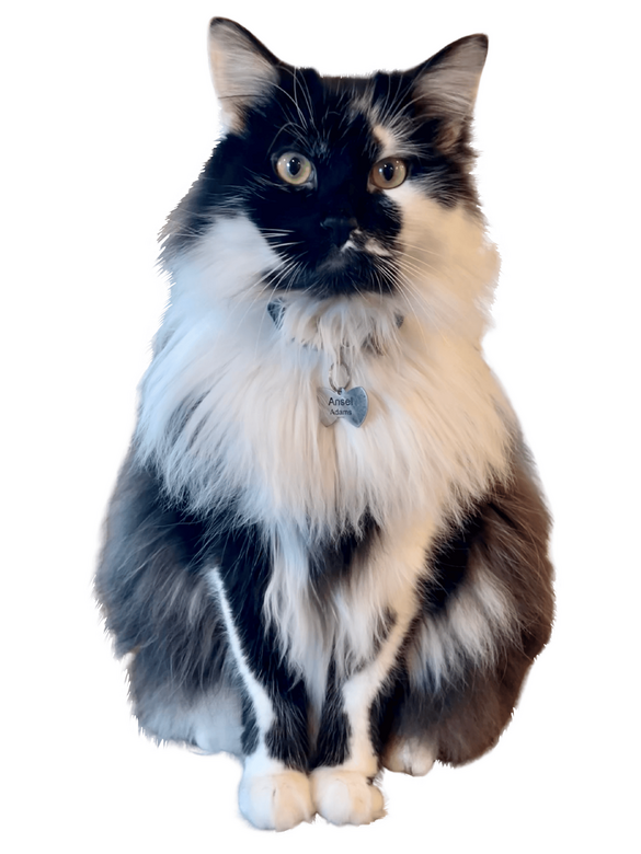 Ansel Adams, Office Manager fluffy black and white cat